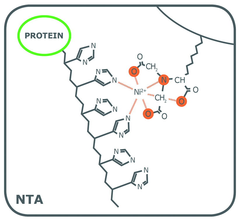 NTA-binding-structure